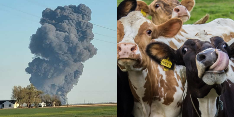 Pum de vacas causa explosão em fazenda e mata 18 mil bovinos