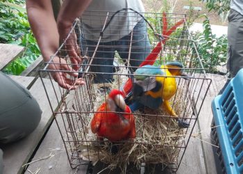 Ipaam e Ibama apreendem animais silvestres usados como atração turística no Amazonas