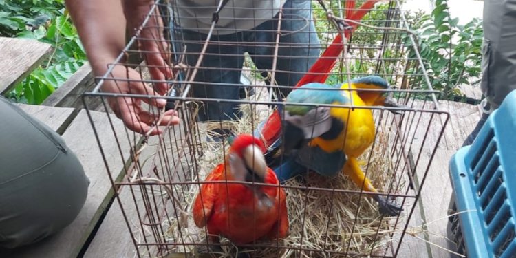 Ipaam e Ibama apreendem animais silvestres usados como atração turística no Amazonas