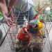 Ipaam e Ibama apreendem animais silvestres usados como atração turística no Amazonas