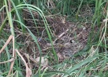 Vídeo: moradores da ZL encontram ossada humana ao lado do Sesi