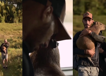 Vídeo mostra últimos momentos juntos de Filó e Agenor; ela está em centro de triagem do Ibama; veja