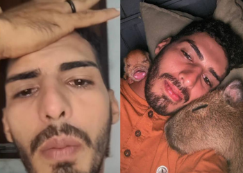 Ibama determina entrega de Filó em 6 dias e influenciador deve ainda apagar fotos e vídeos dela das redes