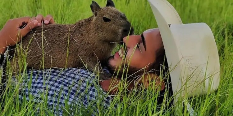 ‘Luta só começou’, diz ‘pai’ da capivara Filó ao afirmar que equipe jurídica tenta reverter multa