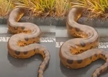 Morador filma Anaconda gigante cruzando estrada no interior do Amazonas; assista