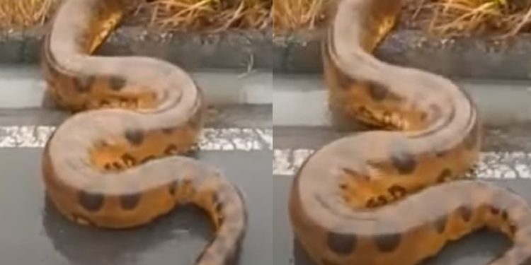Morador filma Anaconda gigante cruzando estrada no interior do Amazonas; assista