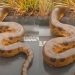 Morador filma Anaconda gigante cruzando estrada no interior do Amazonas; assista