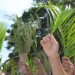 Domingo de Ramos: confira a programação da Semana Santa em Manaus
