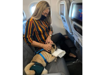 Justiça do Pará condena cia aérea Azul por não autorizar viagem de Pug para tratamento médico