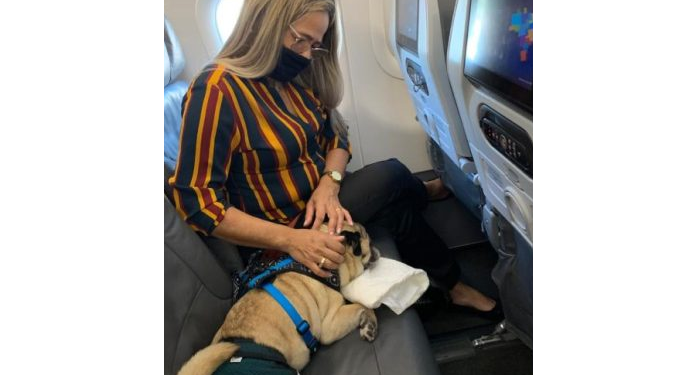 Justiça do Pará condena cia aérea Azul por não autorizar viagem de Pug para tratamento médico