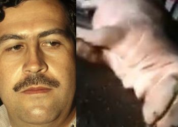 Hipopótamo de Pablo Escobar morre atropelado na Colômbia
