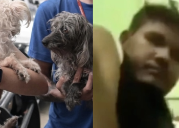 Homem que filmou abuso contra a própria cadela em Manaus é indiciado e liberado