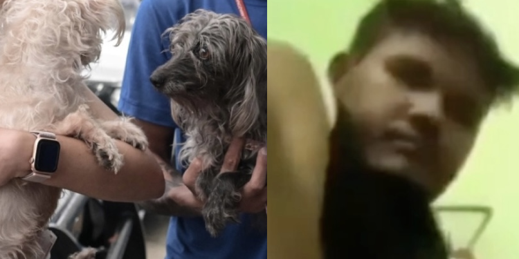 Homem que filmou abuso contra a própria cadela em Manaus é indiciado e liberado