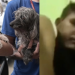 Homem que filmou abuso contra a própria cadela em Manaus é indiciado e liberado