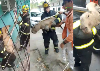 Vídeo: Capivara é resgatada de casa no Jorge Teixeira