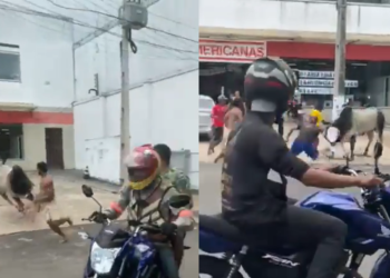 Boi solto na pista causa correria no trânsito de Manacapuru