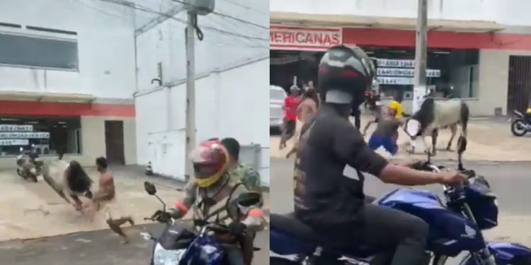 Boi solto na pista causa correria no trânsito de Manacapuru