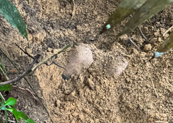 Homem amarrado é encontrado enterrado em cova rasa