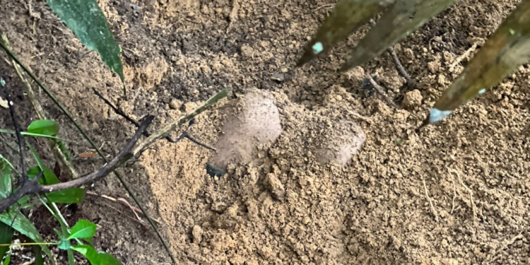 Homem amarrado é encontrado enterrado em cova rasa