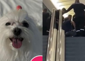 Mica, cadelinha que teve pata esmagada por escada rolante está bem, tranquiliza família