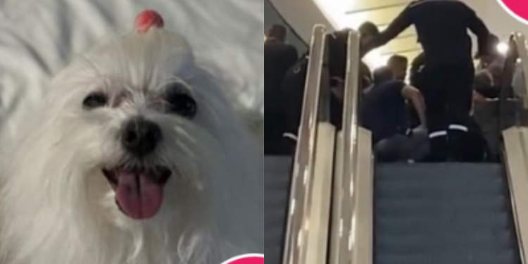 Mica, cadelinha que teve pata esmagada por escada rolante está bem, tranquiliza família