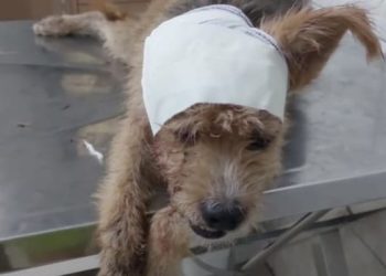 Vídeo: mulher tentar matar cachorrinha a facadas em Manaus