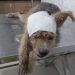 Vídeo: mulher tentar matar cachorrinha a facadas em Manaus
