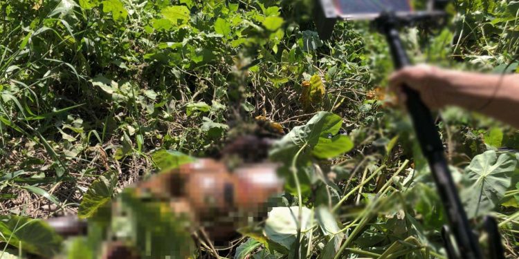 Se decompondo, corpo de homem é achado em matagal da Sharp