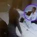 Vídeo: Para conseguir vaga de emprego mulher mostra seios para entrevistador