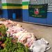 Batalhão Ambiental apreende 781 kg de carne de animais silvestre em feira em Coari