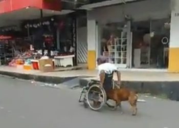 Melhor que capivara? Cão ajuda cadeirante a subir ladeira no Coroado