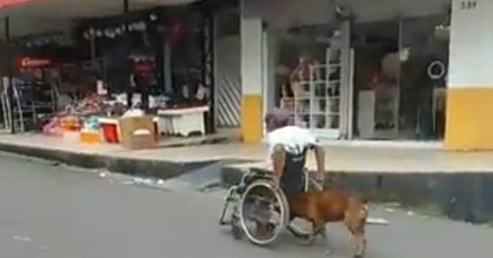 Melhor que capivara? Cão ajuda cadeirante a subir ladeira no Coroado