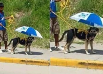 Garoto improvisa sobrinha para melhor amigo se proteger do sol escaldante
