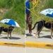 Garoto improvisa sobrinha para melhor amigo se proteger do sol escaldante