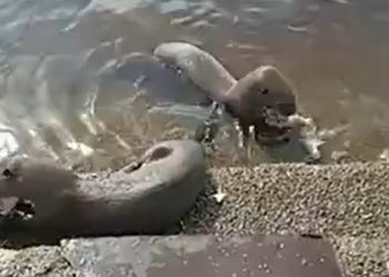 Ariranha usada para atrair turistas aparece morta no AM e pode ter sido assassinada