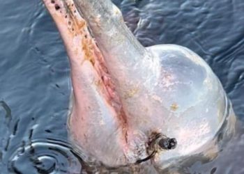 Vídeo: boto usado como atração no AM é ferido no olho com arpão: ‘está pedindo ajuda’