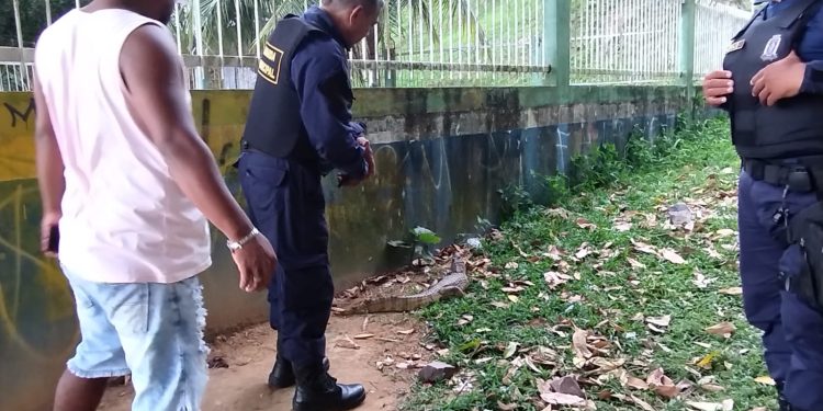 Jacaré é flagrado na Ponta Negra; animal estava machucado