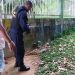 Jacaré é flagrado na Ponta Negra; animal estava machucado