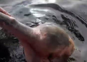 Vídeo: arpão não está mais no olho de boto ferido no Amazonas