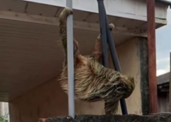 Bicho-preguiça surpreende morador dentro no quintal de casa em Manacapuru