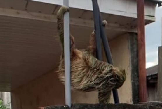 Bicho-preguiça surpreende morador dentro no quintal de casa em Manacapuru