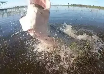 Pirarucu de mais de 130 kg é flagrado cabeçando boca de pescador no rio; vídeo