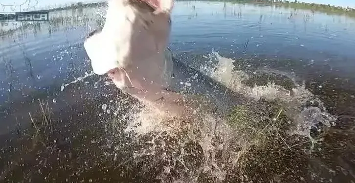 Pirarucu de mais de 130 kg é flagrado cabeçando boca de pescador no rio; vídeo