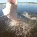 Pirarucu de mais de 130 kg é flagrado cabeçando boca de pescador no rio; vídeo