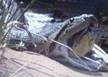 Vídeo: anaconda gigante se engasga e vomita cobra na beira do igarapé