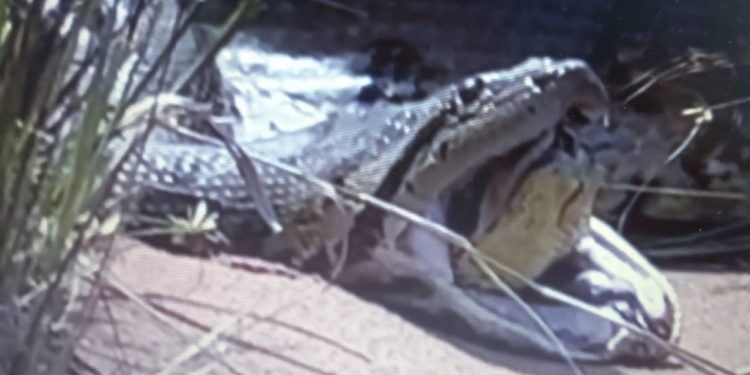 Vídeo: anaconda gigante se engasga e vomita cobra na beira do igarapé