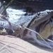 Vídeo: anaconda gigante se engasga e vomita cobra na beira do igarapé