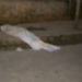 Vídeo: Homem é abordado na comunidade Cidade Alta e morre com tiros na nuca