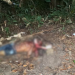 Torturado e amordaçado corpo é encontrado em terreno abandonado; imagens fortes