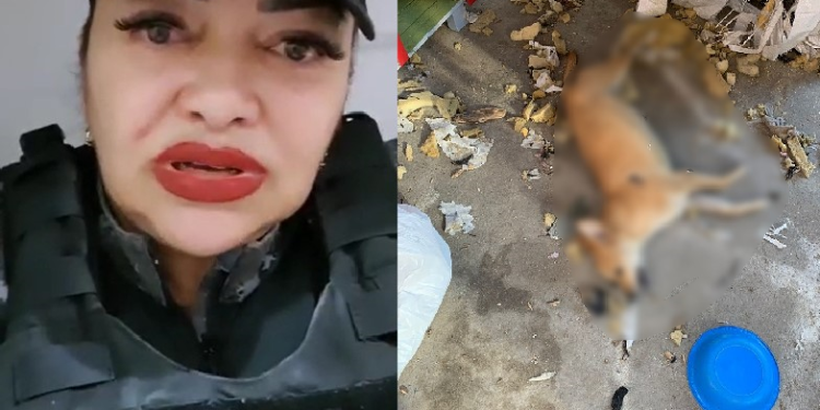 Vídeo: No Nova Cidade, PM diz que vizinhos envenenaram cachorros por causa dos latidos: ‘Mataram os seis’